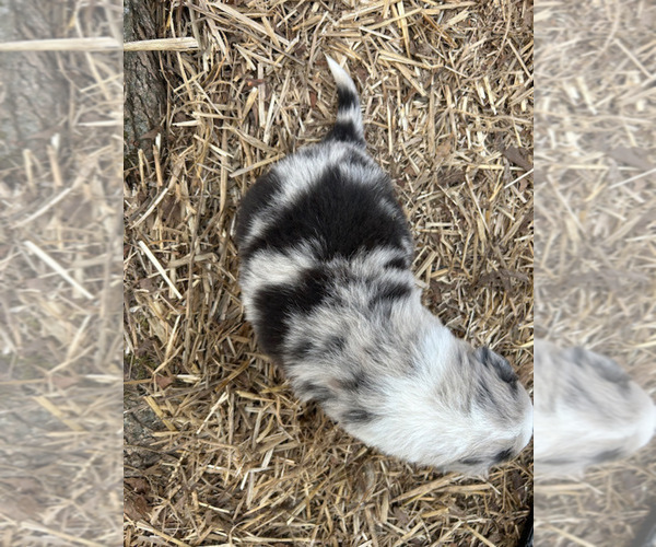 Medium Photo #2 Australian Shepherd Puppy For Sale in SMITHS GROVE, KY, USA