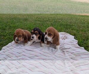 Basset Hound Puppy for sale in DUNNVILLE, KY, USA