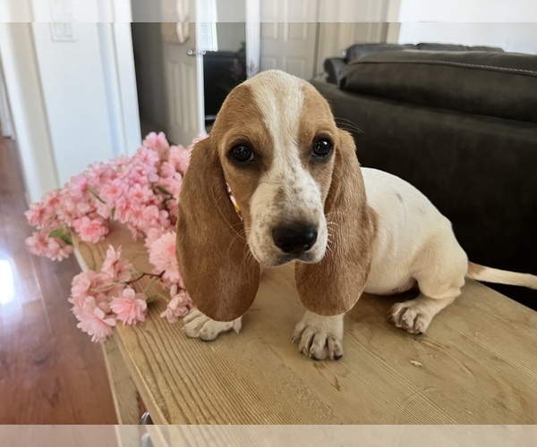Medium Photo #1 Basset Hound Puppy For Sale in BEAUMONT, CA, USA