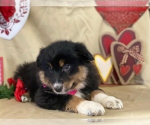 Australian Shepherd Puppy for sale in LANCASTER, PA, USA
