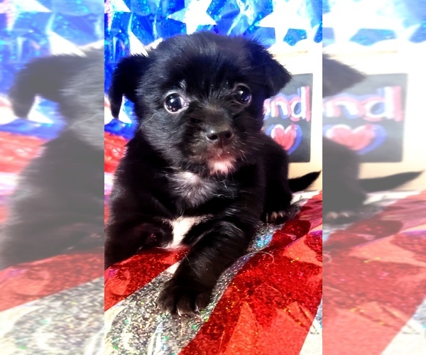 Medium Photo #94 Yorkshire Terrier Puppy For Sale in AKRON, OH, USA