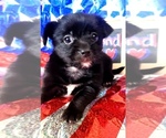 Small #2 Yorkshire Terrier
