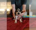 Small Photo #18 Beagle Puppy For Sale in BOWLING GREEN, MO, USA