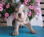 Small #1 English Bulldog