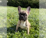 Small Photo #5 French Bulldog Puppy For Sale in MOORESVILLE, NC, USA