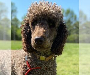 Poodle (Standard) Dogs for adoption in Pacolet, SC, USA