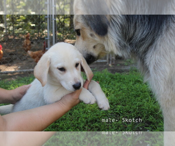 Medium Photo #4 Bernese Mountain Dog-Labrador Retriever Mix Puppy For Sale in BENNETT, NC, USA