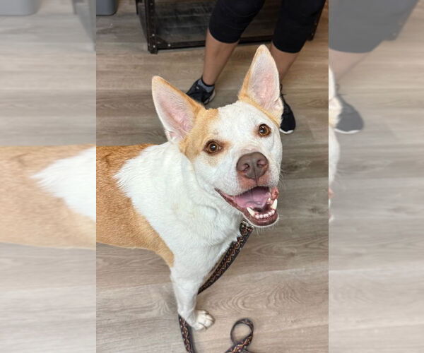 Medium Photo #2 Mutt Puppy For Sale in Claremore, OK, USA