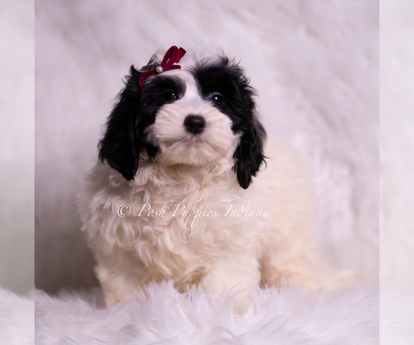 Medium Photo #66 Goldendoodle (Miniature) Puppy For Sale in WARSAW, IN, USA