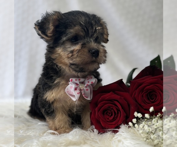Medium Photo #4 Morkie Puppy For Sale in ROCK STREAM, NY, USA