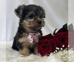 Small #3 Morkie