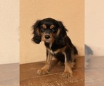 Small Photo #2 Cavalier King Charles Spaniel Puppy For Sale in BENTONVILLE, AR, USA