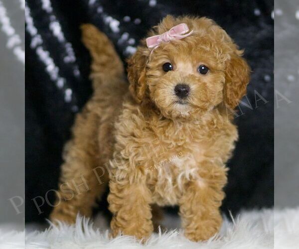 Medium Photo #4 Maltipoo Puppy For Sale in WARSAW, IN, USA