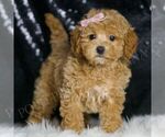 Small #3 Maltipoo