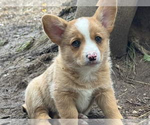 Aussie-Corgi Puppy for Sale in ESPERANCE, New York USA