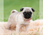 Small #2 Pug