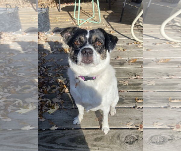 Medium Photo #3 Mutt Puppy For Sale in Crystal, MN, USA