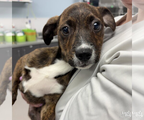 Medium Photo #2 Plott Hound-Unknown Mix Puppy For Sale in Washington, DC, USA