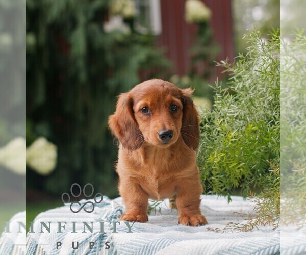 Medium Photo #1 Dachshund Puppy For Sale in EAST EARL, PA, USA