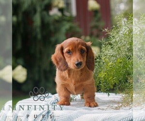 Dachshund Puppy for sale in EAST EARL, PA, USA