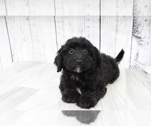 Poovanese Puppy for sale in MARIETTA, GA, USA