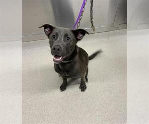 Labrador Retriever-Unknown Mix Dogs for adoption in Fairbanks, AK, USA