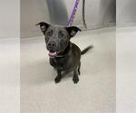 Small Labrador Retriever Mix