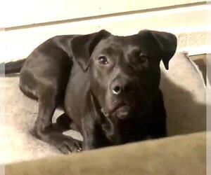 Labrador Retriever Dogs for adoption in San Antonio, TX, USA