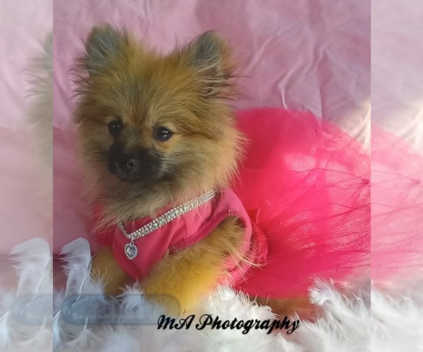 Medium Photo #1 Pomeranian Puppy For Sale in BATESBURG-LEESVILLE, SC, USA