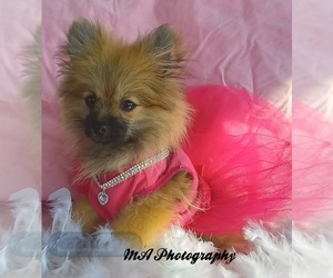 Pomeranian Puppy for sale in BATESBURG-LEESVILLE, SC, USA