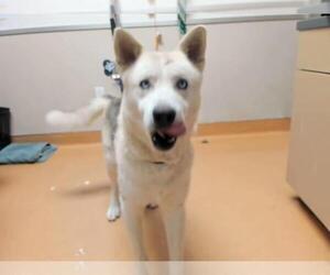 Siberian Husky-Unknown Mix Dogs for adoption in Martinez, CA, USA