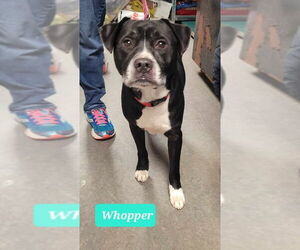 American Pit Bull Terrier-American Staffordshire Terrier Mix Dogs for adoption in Richmond, IN, USA