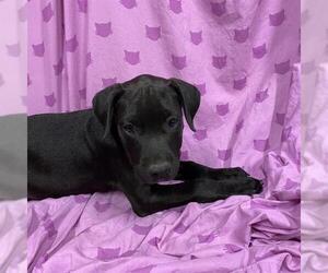 Medium Great Dane Mix