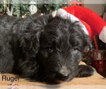 Small Photo #21 F2 Aussiedoodle Puppy For Sale in ARBA, IN, USA