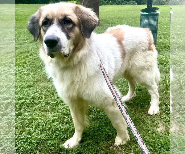 Medium Photo #3 Great Pyrenees Puppy For Sale in Spring, TX, USA