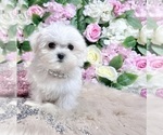 Small Photo #46 Maltese Puppy For Sale in HAYWARD, CA, USA