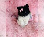 Small #10 Pomeranian