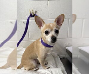 Medium Chihuahua