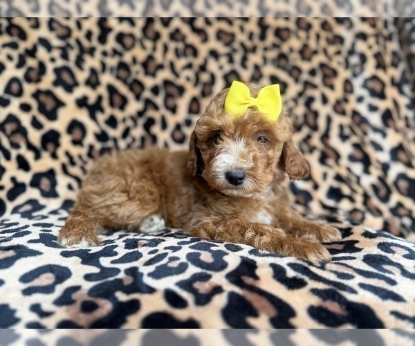 Medium Photo #6 Cockapoo (Miniature) Puppy For Sale in LAKELAND, FL, USA