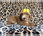 Small #5 Cockapoo (Miniature)