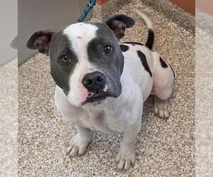 American Bulldog-Unknown Mix Dogs for adoption in Pueblo, CO, USA
