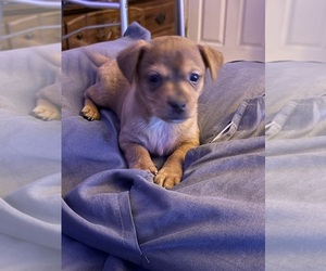 Chiweenie Puppy for sale in SAN ANTONIO, TX, USA