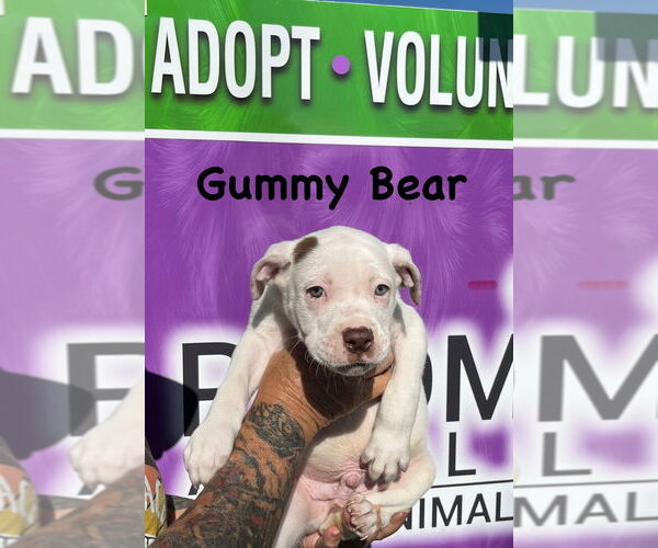 Medium Photo #1 Boxer-Unknown Mix Puppy For Sale in Mooresville, NC, USA