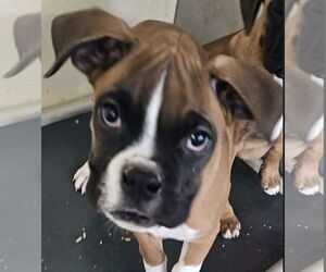 Boxer Dogs for adoption in Woodbury, MN, USA