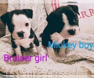 Boston Terrier Puppy for sale in FORT COLLINS, CO, USA