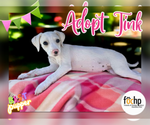 Chihuahua-Poodle (Toy) Mix Dogs for adoption in Menifee, CA, USA