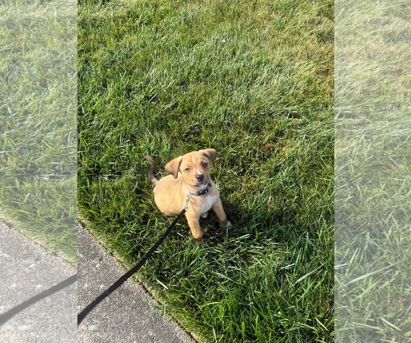 Medium Photo #7 Puggle Puppy For Sale in pomfret, CT, USA