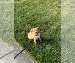 Small #6 Puggle