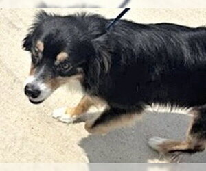 Mutt Dogs for adoption in Houston, TX, USA