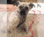 Small #4 Shih-Poo